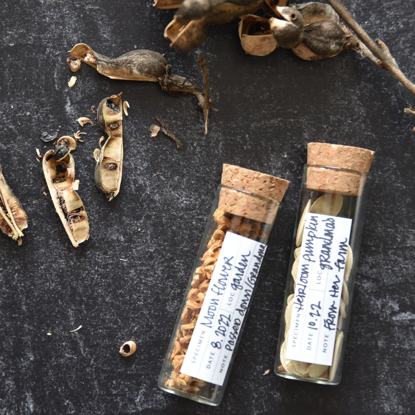 nature seed collecting kit