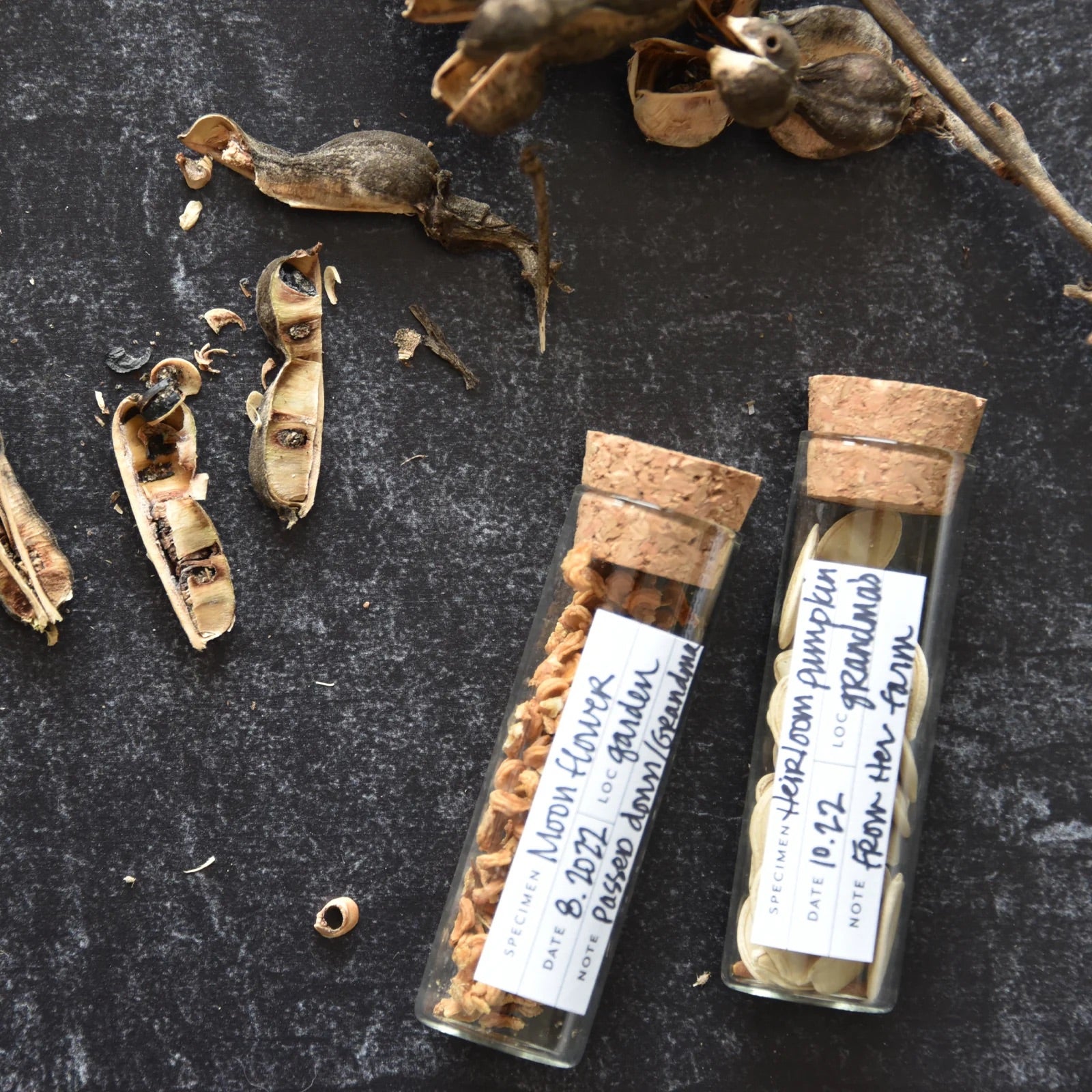 nature seed collecting kit