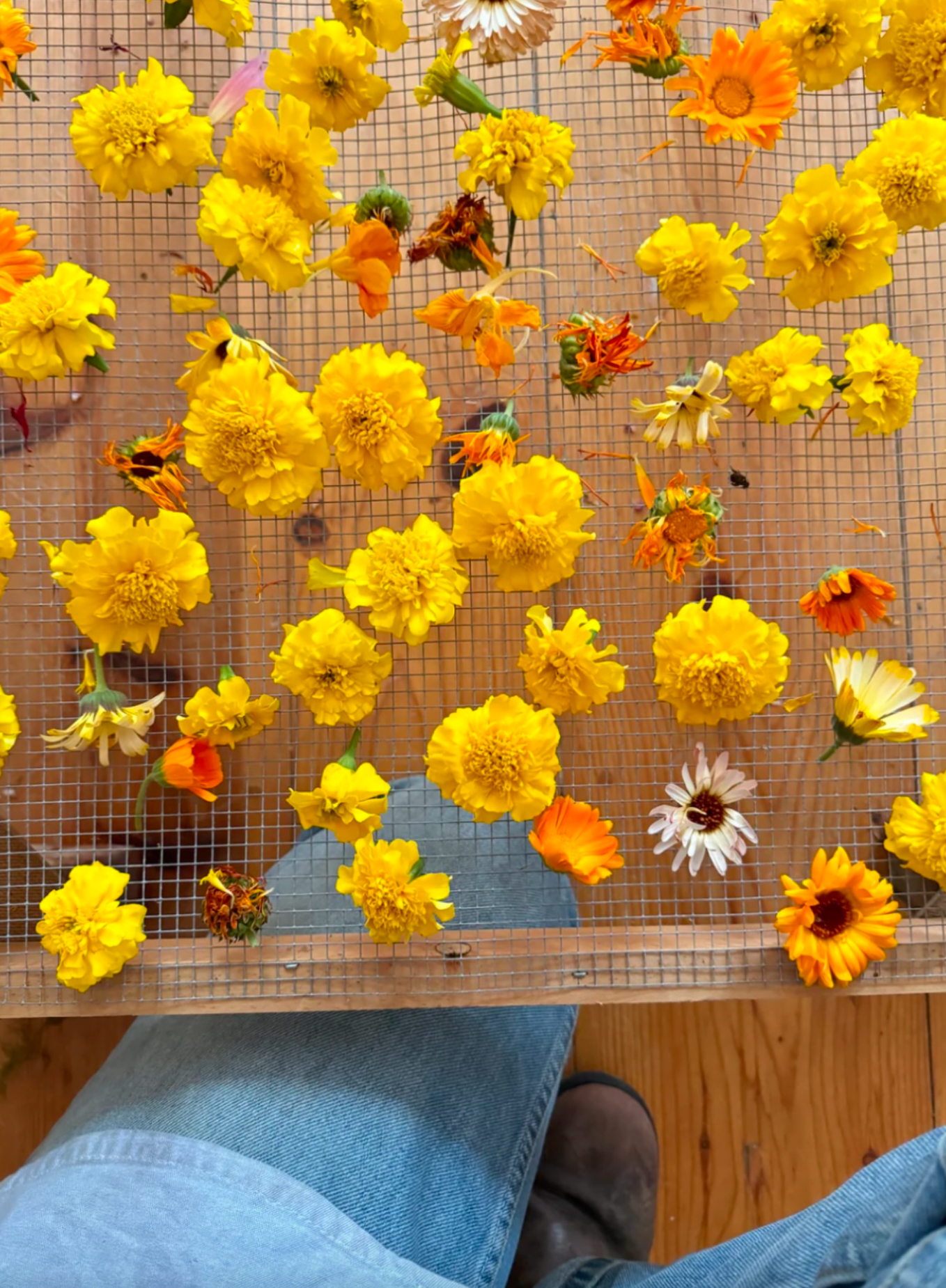 Edible Flower Blend
