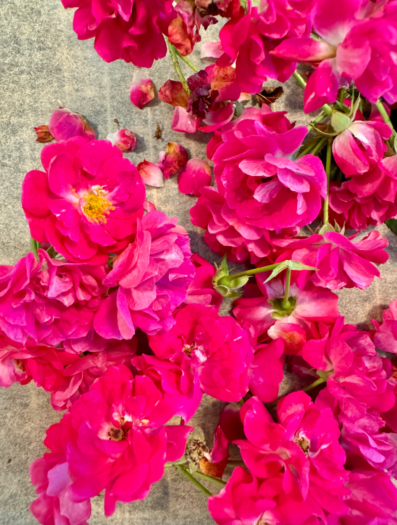 Edible Flower Blend